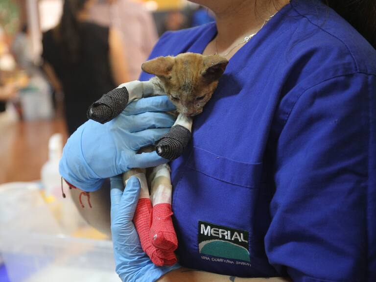 5 de FEBRERO de 2022/ SANTA JUANAVeterinarios Voluntarios trabajan en la escuela Recaredo Vigueras ayudando a los animales que llegan heridos producto de Los incendios forestales de Santa Juana en la Región del Bío-Bío
FOTO: DIEGO MARTIN/AGENCIAUNO