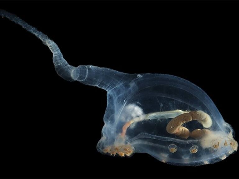 Descubren especies de apariencia alienígena en las profundidades más oscuras del océano