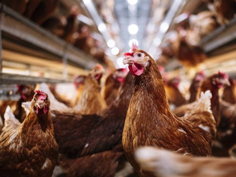 Detectan primer caso de gripe aviar en aves de corral en Chile