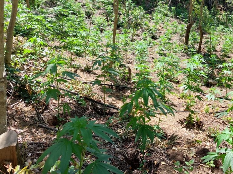 O’Higgins: Carabineros incauta más de 5.000 plantas de marihuana en San Fernando