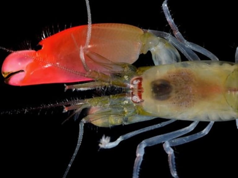 Nueva especie de camarón pistola es bautizada en honor a Pink Floyd