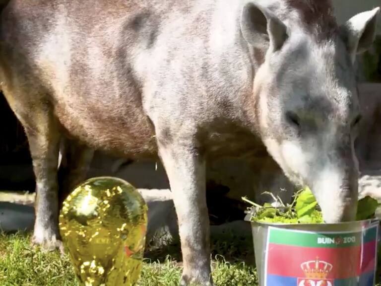 ¿Será que acierta otra vez? Tapir Manolo hace arriesgado pronóstico para debut de Brasil en el Mundial de Qatar 2022