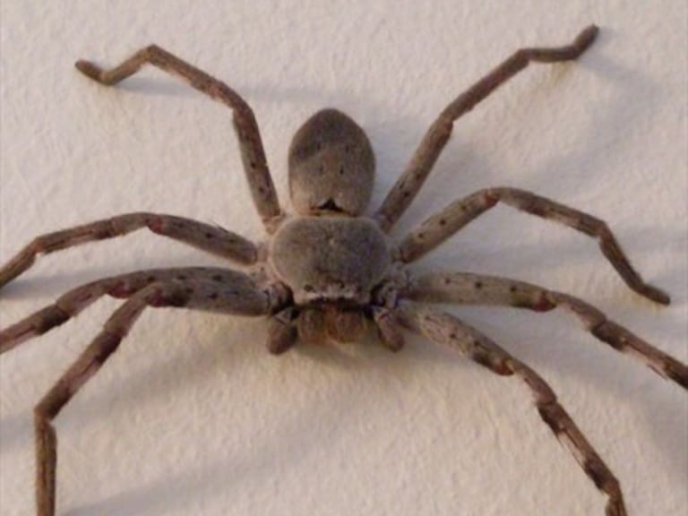 Pareja fotografía a una araña cangrejo gigante devorándose a una pequeña zarigüeya pigmea