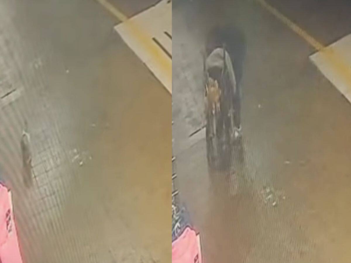 “Apelamos al buen corazón...”: Blondie realiza llamado por su gato perdido tras revelar nuevo antecedente clave
