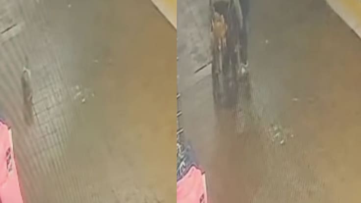“Apelamos al buen corazón...”: Blondie realiza llamado por su gato perdido tras revelar nuevo antecedente clave