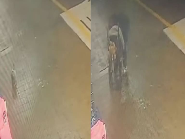 “Apelamos al buen corazón...”: Blondie realiza llamado por su gato perdido tras revelar nuevo antecedente clave