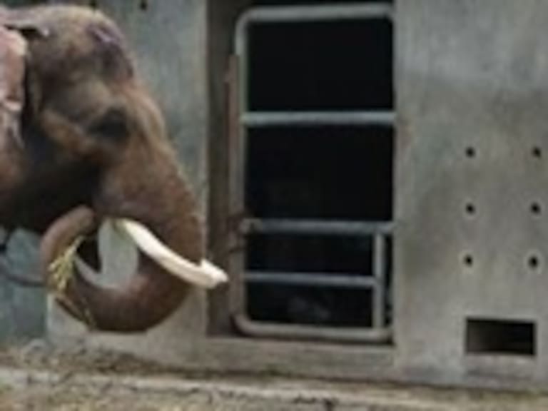 Organizaciones exigen el cierre de zoológico de Indonesia: 400 animales han muerto en 6 años