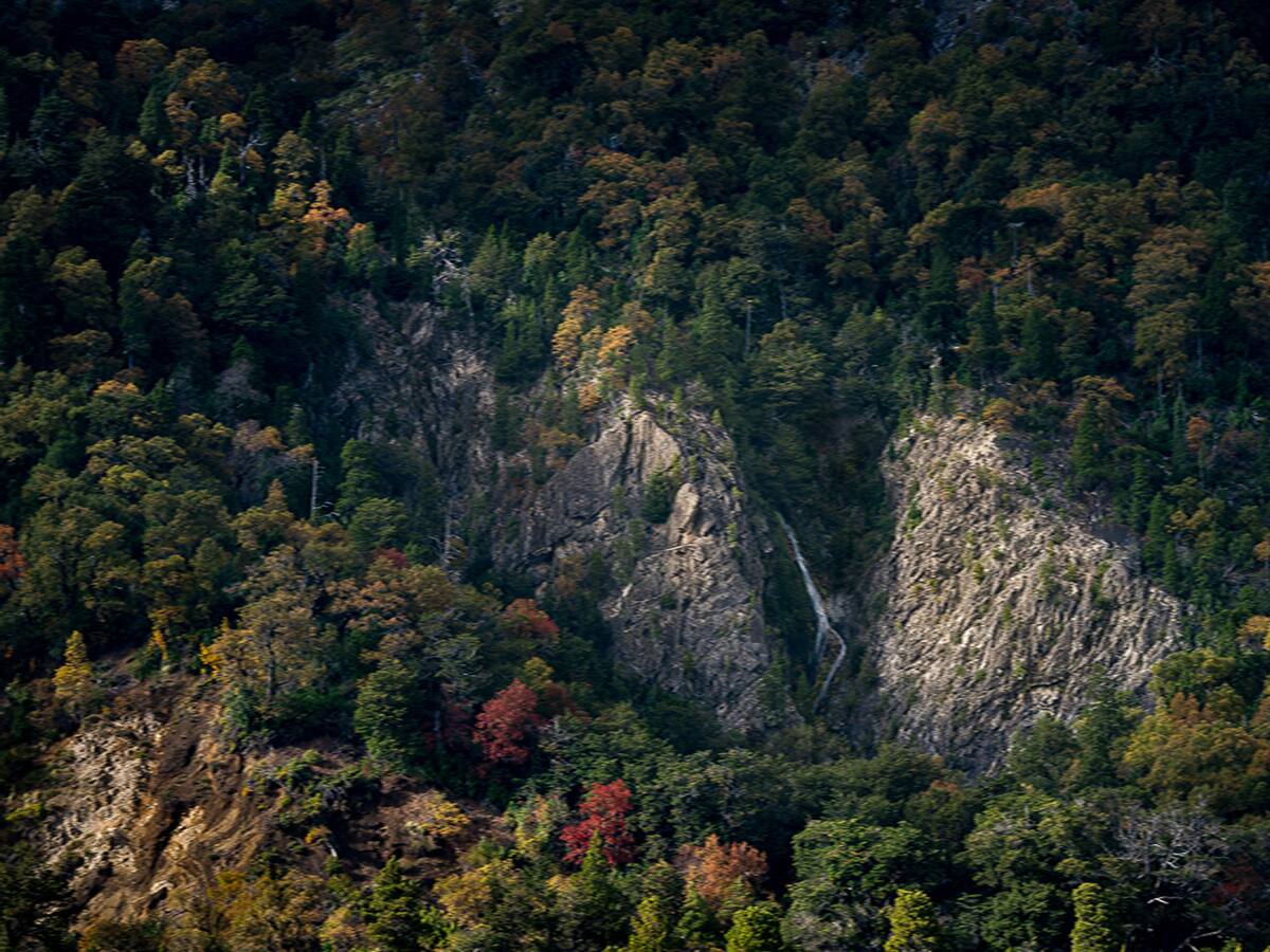 Una cámara que cuenta las hojas de los árboles: la apuesta de Odd Industries y Arauco para revalorizar los bosques nativos