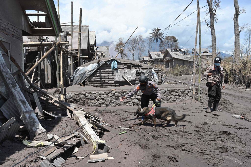 Rescatistas con la ayuda de perros buscan a sobrevivientes en Indonesia
