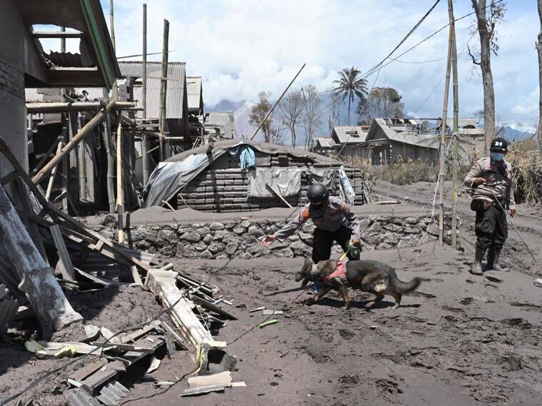 Rescatistas con la ayuda de perros buscan a sobrevivientes en Indonesia