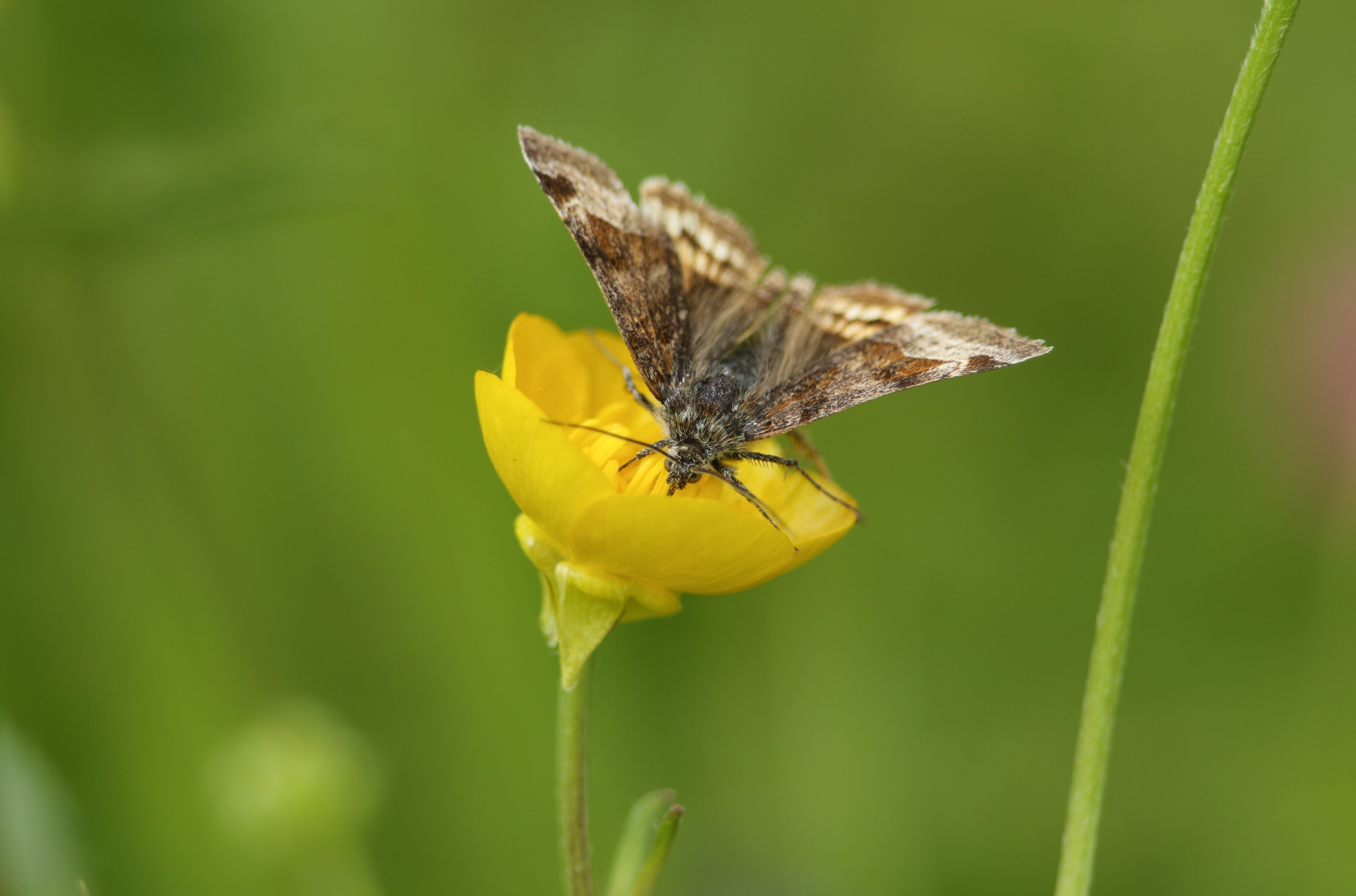 Polilla