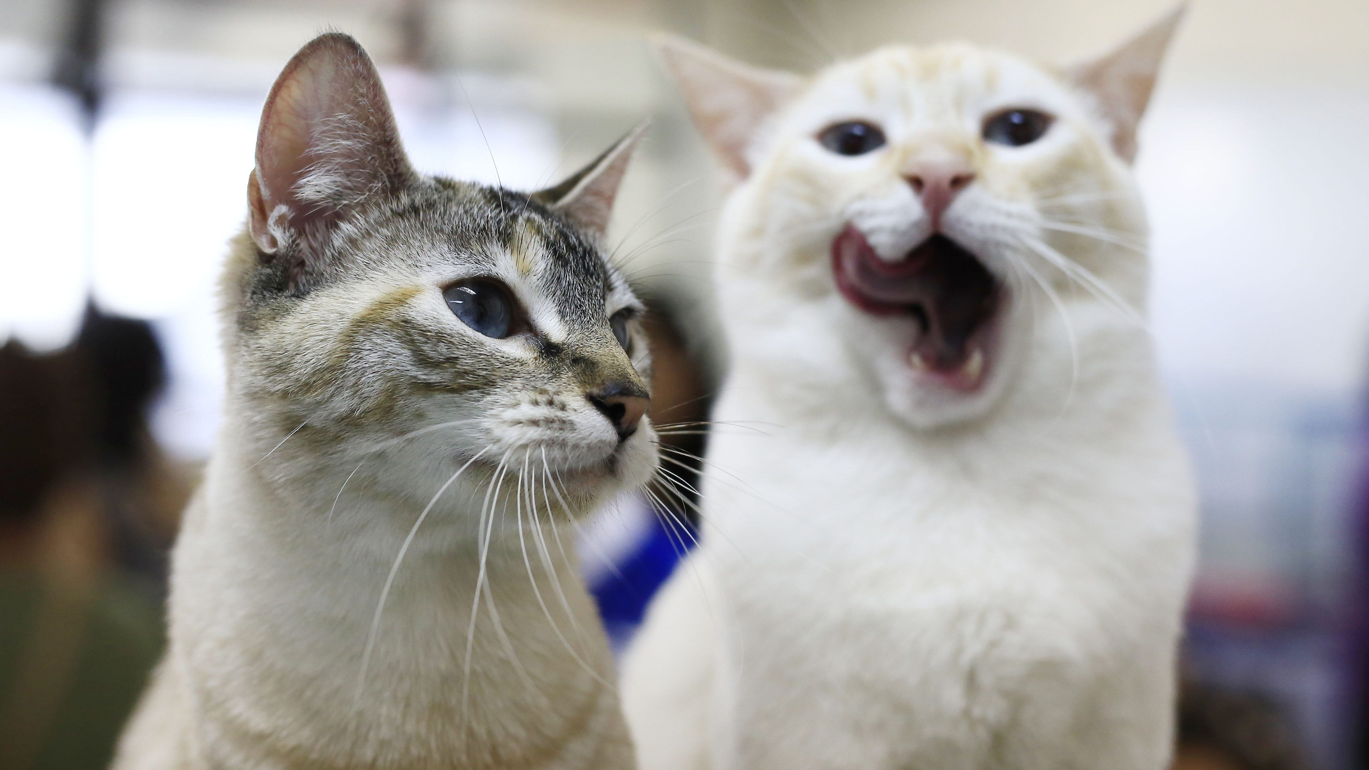 Sernac pide compensar a dueños de gatos