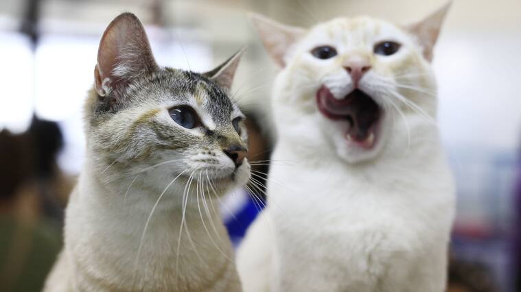 Sernac pide compensar a dueños de gatos