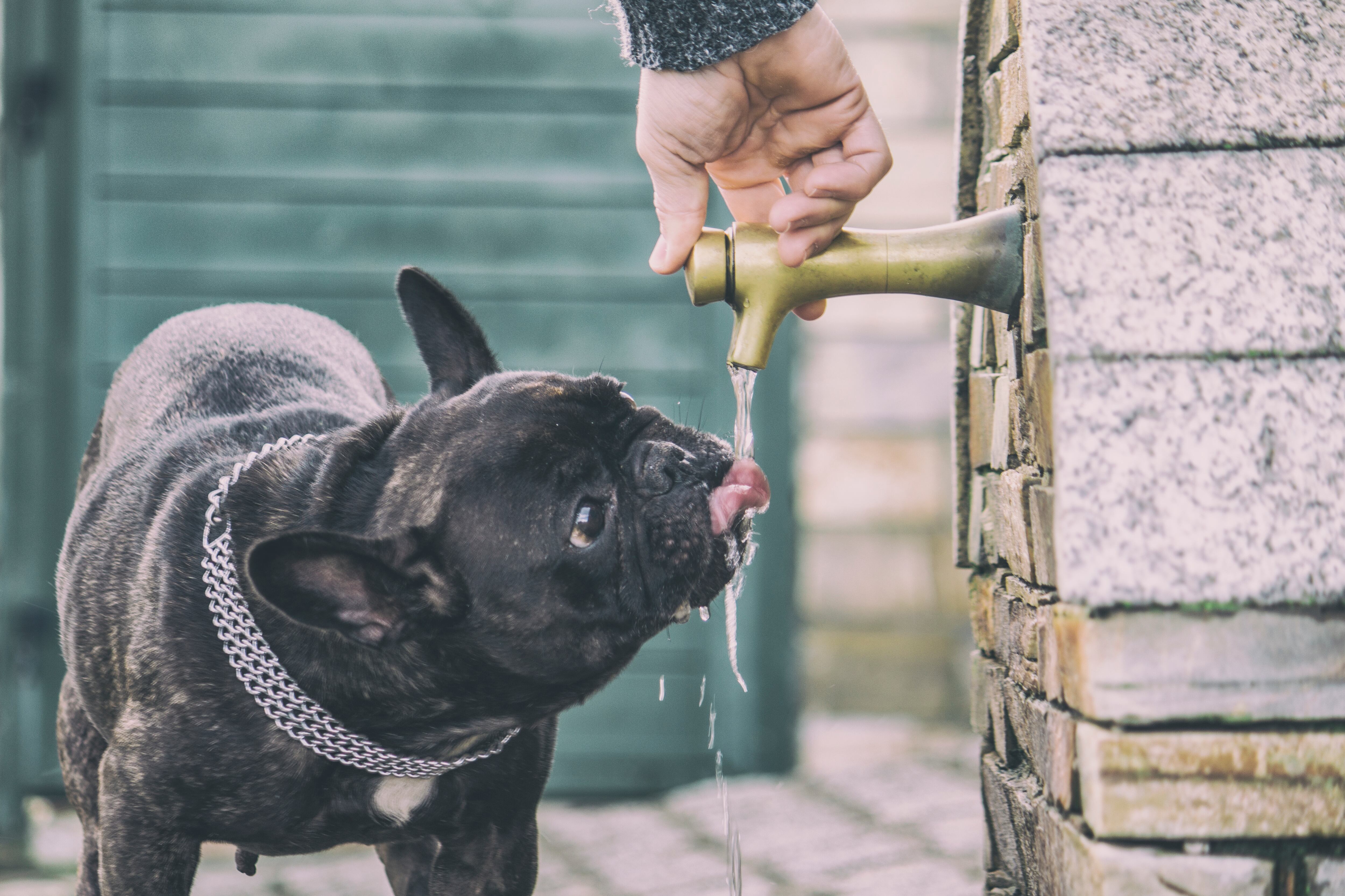 Owner of dog opens the faucet in order that his dog drinks. Day of a lot of heat in the summer