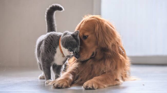 British short hair cat and golden retriever