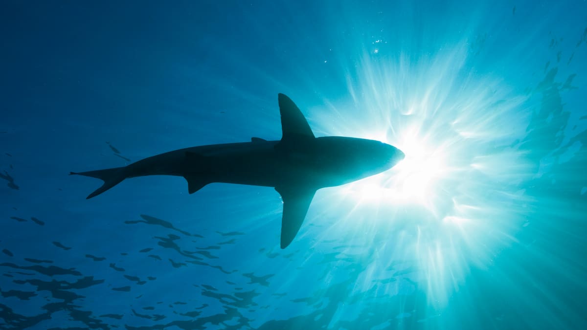 Ed Rapa Alerta por tiburón en Rapa Nui: Armada despliega patrullajes y prohíbe ...