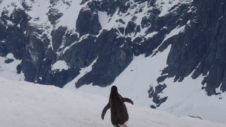 La historia detrás del pingüino “nihilista” que se volvió viral al caminar hacia su muerte