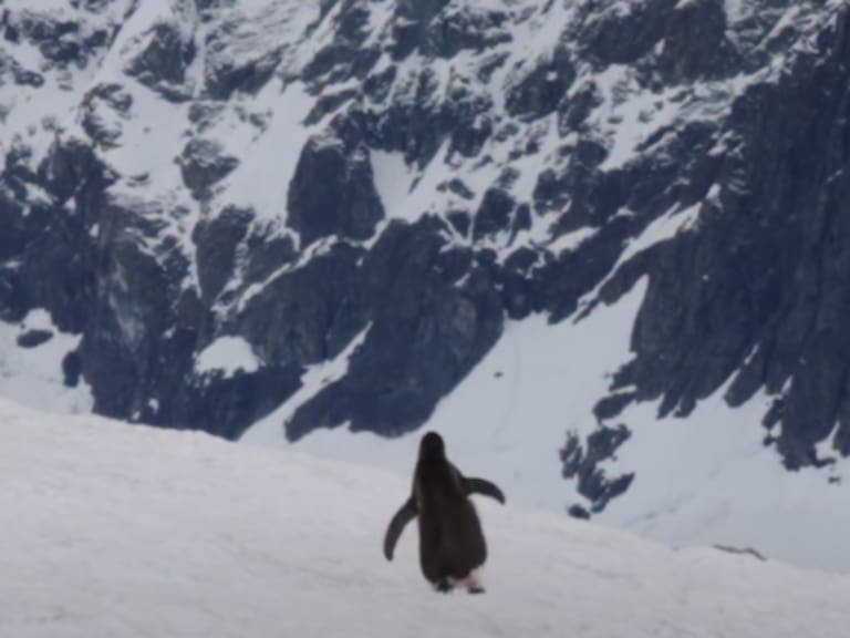 La historia detrás del pingüino “nihilista” que se volvió viral al caminar hacia su muerte
