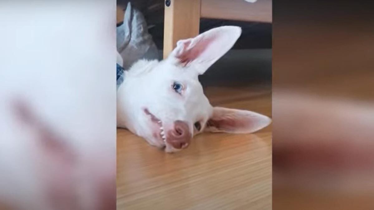 Video viral perro tiburón