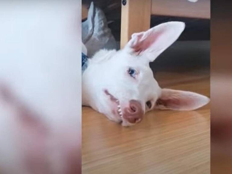 Video viral perro tiburón