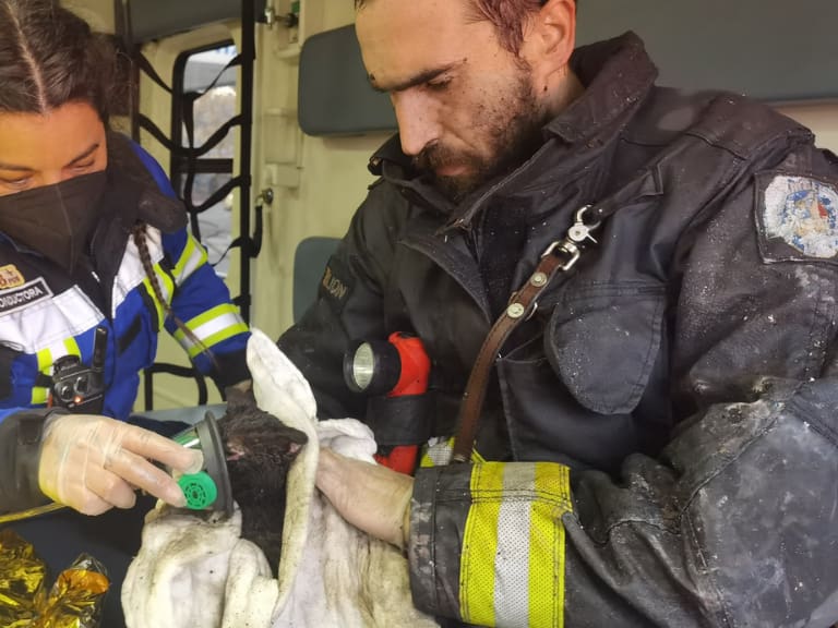 Rescate animal, gatito, incendio