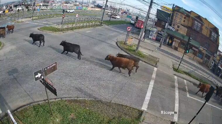 Novillos en Temuco