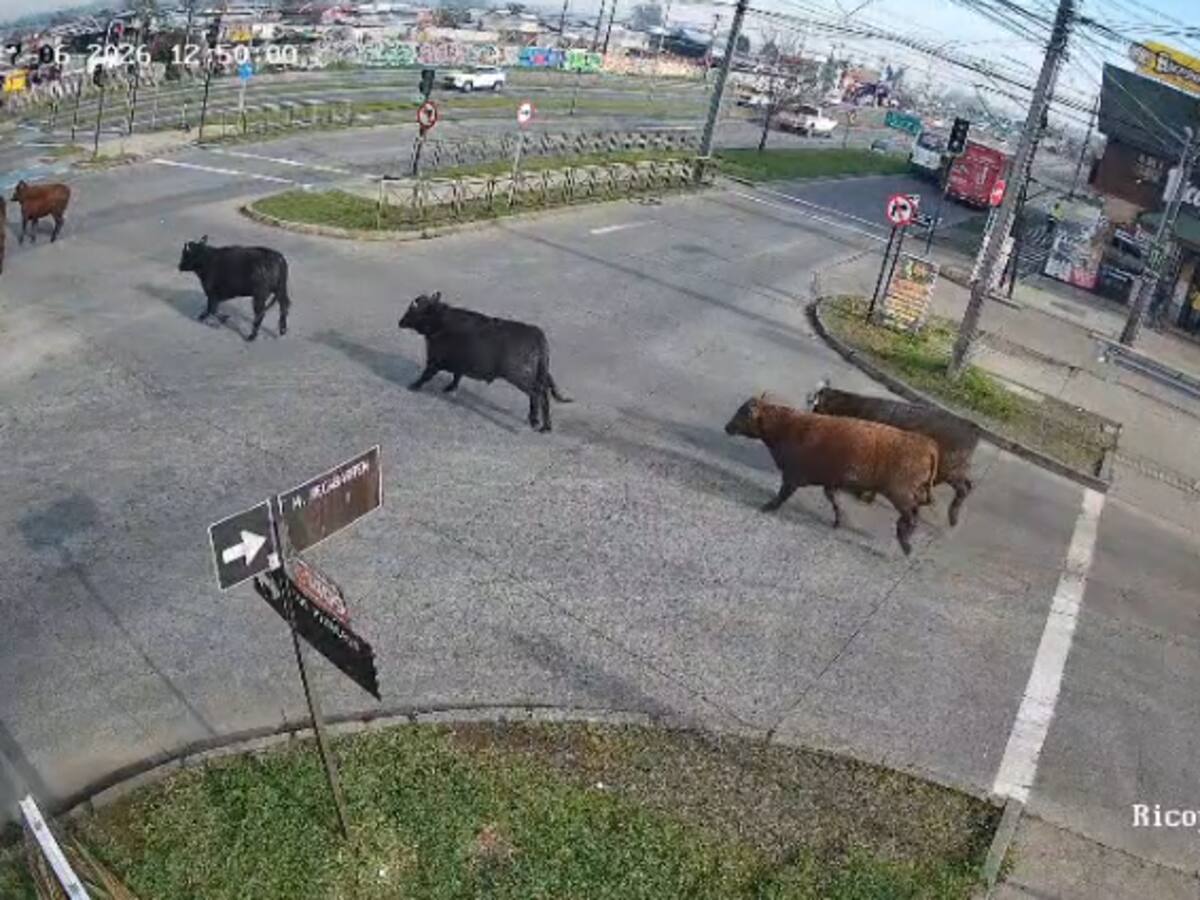 Los buscan con drones: camión que transportaba novillos vuelca y provoca fuga de los animales en Temuco