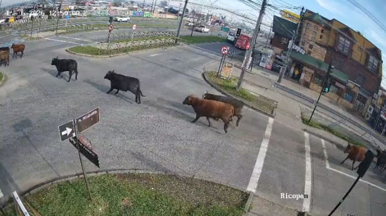 Novillos en Temuco