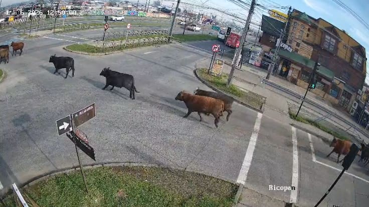 Los buscan con drones: camión que transportaba novillos vuelca y provoca fuga de los animales en Temuco