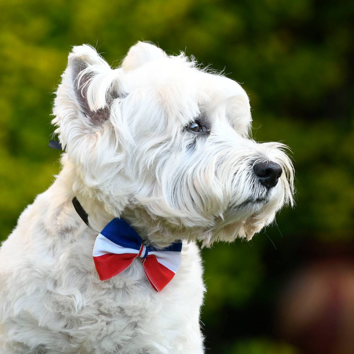 Gobierno llama a NO llevar mascotas a las fondas en Fiestas Patrias y advierte sobre los peligros