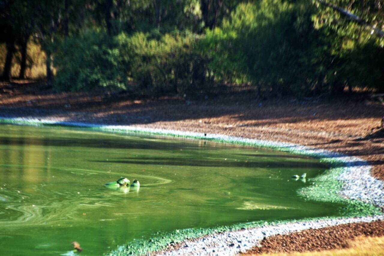 Capibaras