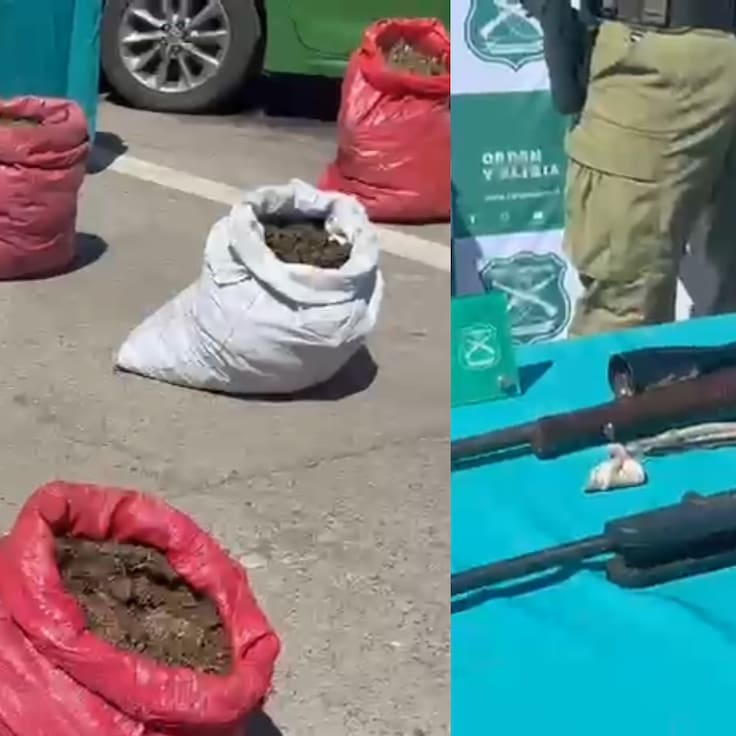 Incautan casi 38 mil plantas de cannabis en Rengo: decomiso es avaluado en más 170 mil millones de pesos