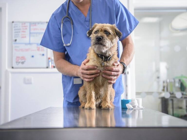 veterinario - valor consultas veterinarias - estudio Sernac