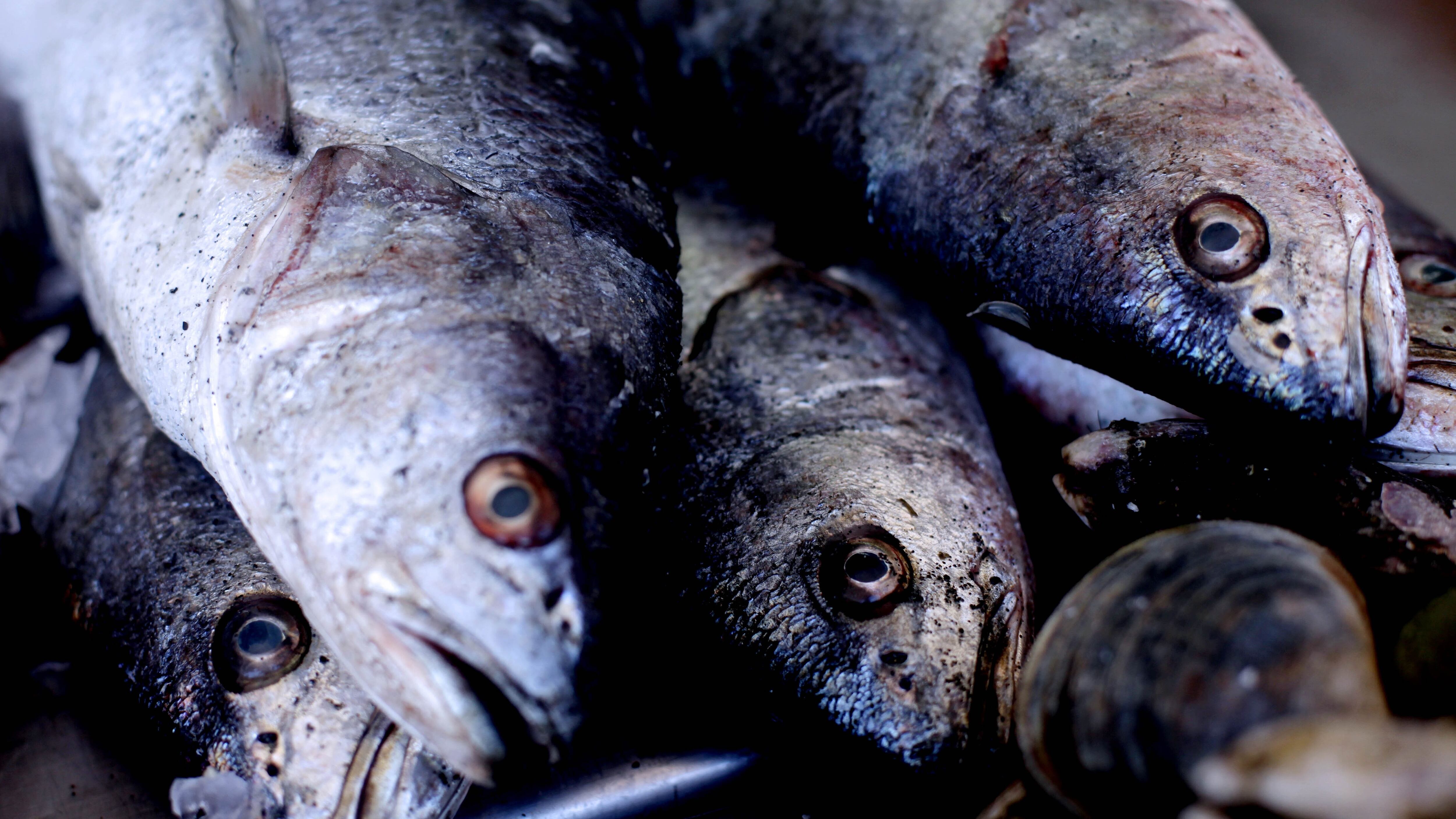 31 Marzo de 2015/ CONCEPCIÓNDetalle de merluza o también conocida como pescá, durante la venta de pescados y mariscos previo a Semana Santa, en los mas de 20 locales que existen en la Vega Monumental penquista.
FOTO: MARIBEL FORNEROD/AGENCIAUNO