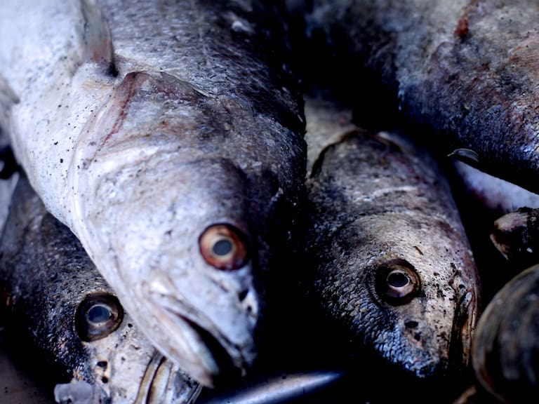 Cámara rechazó proyecto de ley que buscaba prohibir la pesca de arrastre de la merluza