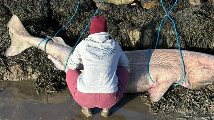 Tiene 150 años y es hallado por primera vez en Irlanda: El inédito descubrimiento de un tiburón de Groenlandia