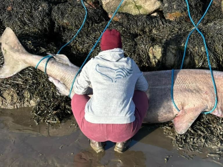 Tiene 150 años y es hallado por primera vez en Irlanda: El inédito descubrimiento de un tiburón de Groenlandia
