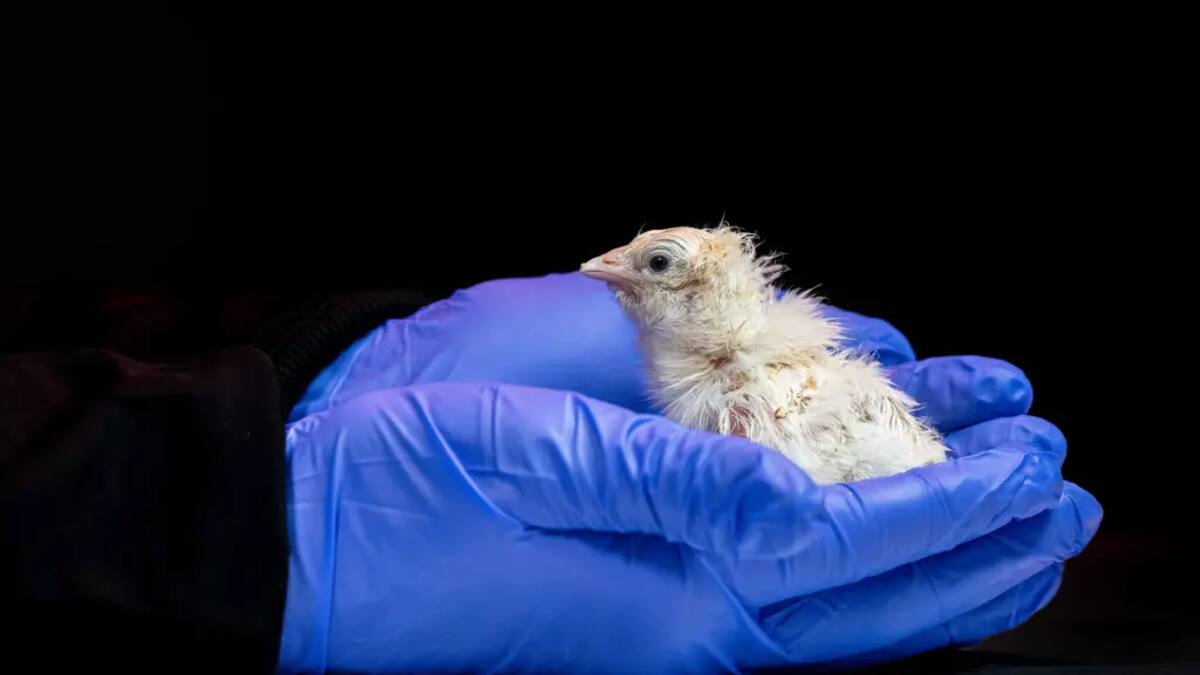 Histórico nacimiento de polluelos con huevos artificiales sorprende a la ciencia por primera vez