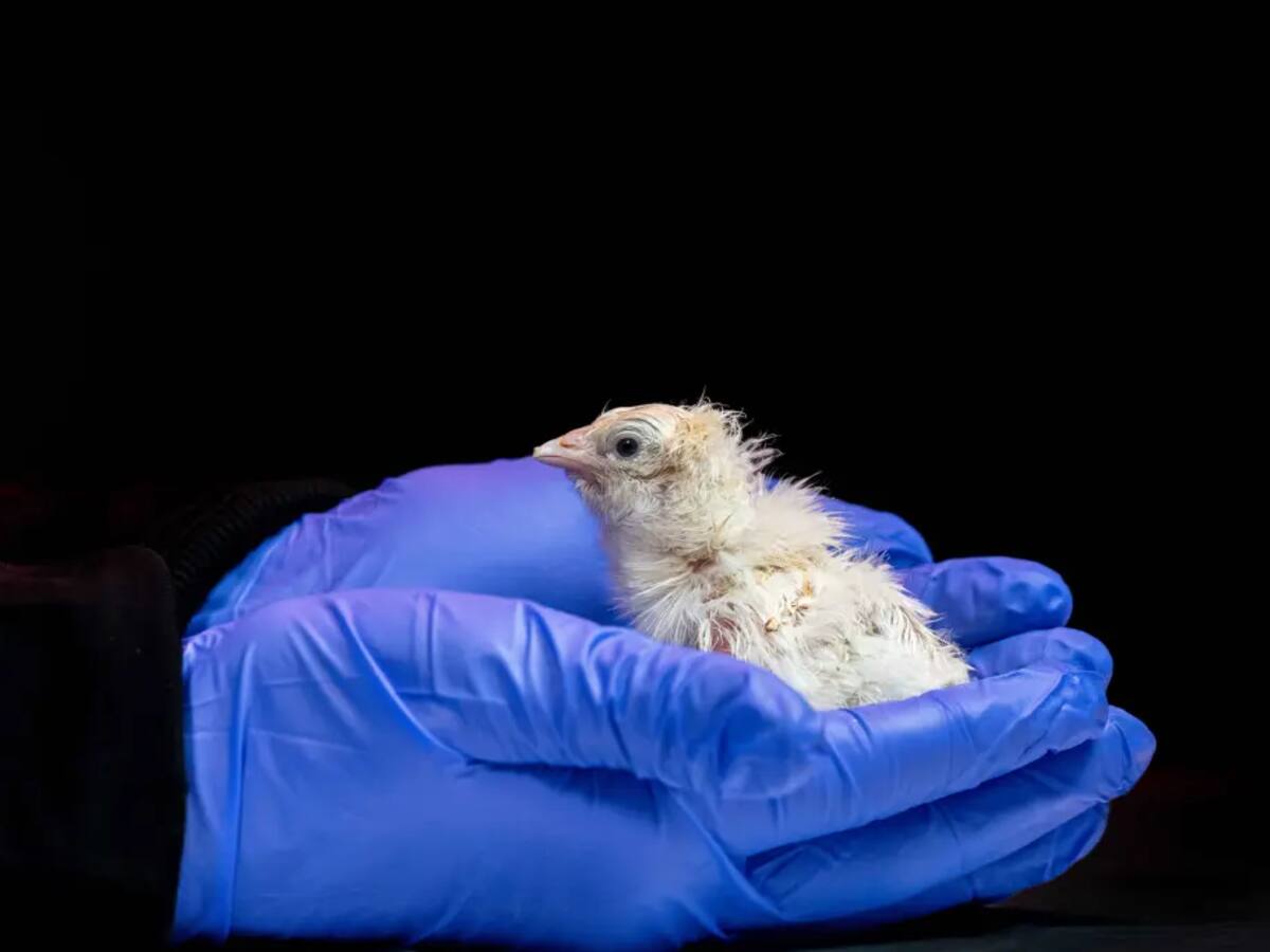 Histórico nacimiento de polluelos con huevos artificiales sorprende a la ciencia por primera vez