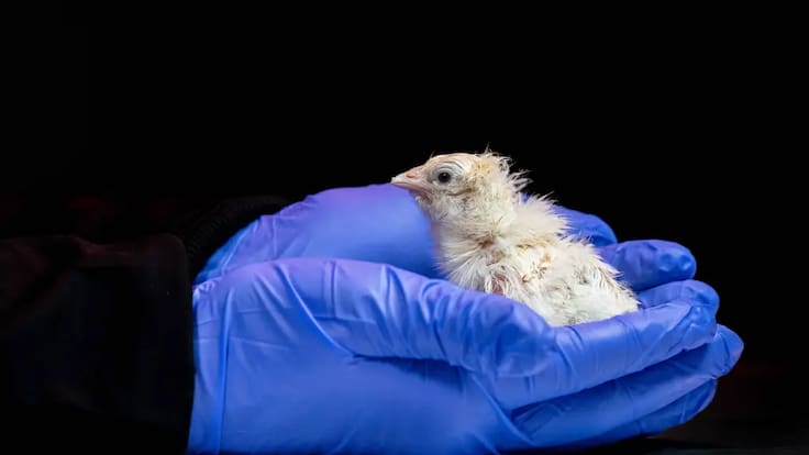 Histórico nacimiento de polluelos con huevos artificiales sorprende a la ciencia por primera vez