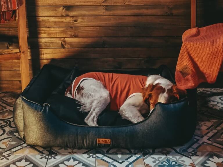 Mascotas: seis consejos para elegir la cama ideal para tu perro