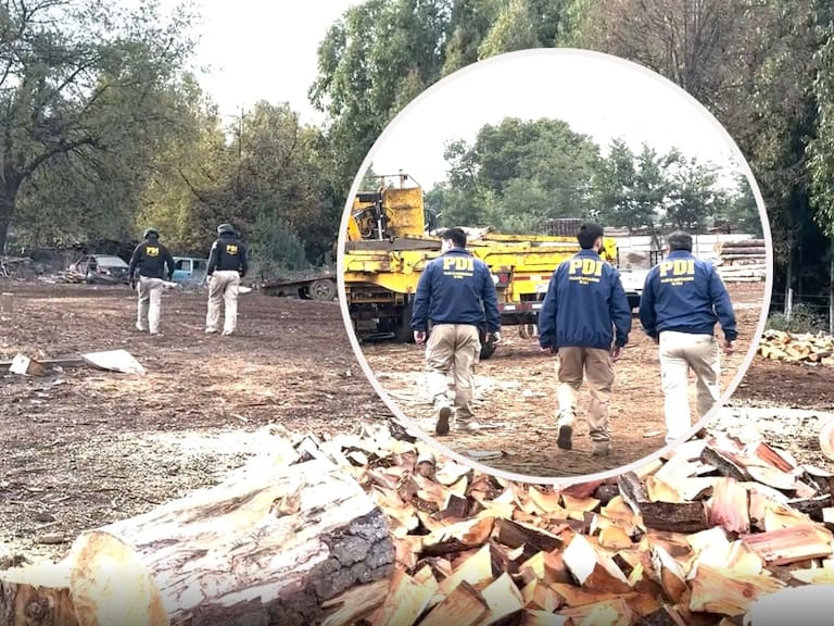 Desarticulan la mayor asociación delictiva dedicada al robo de madera en Ñuble: 17 detenidos y $3 mil millones incautados