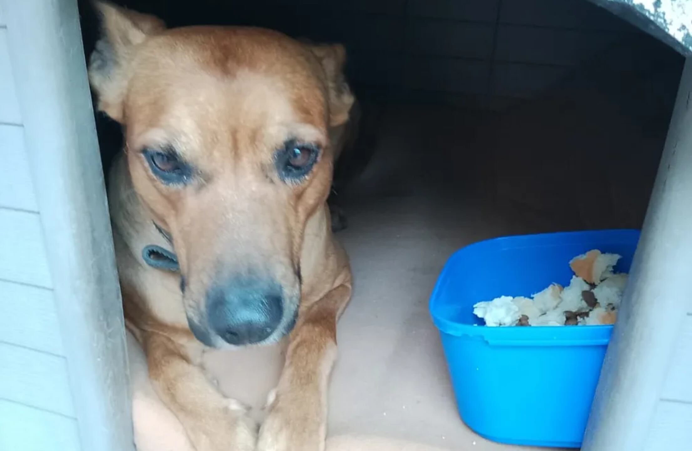 El perro Sultán | Foto: Los Andes