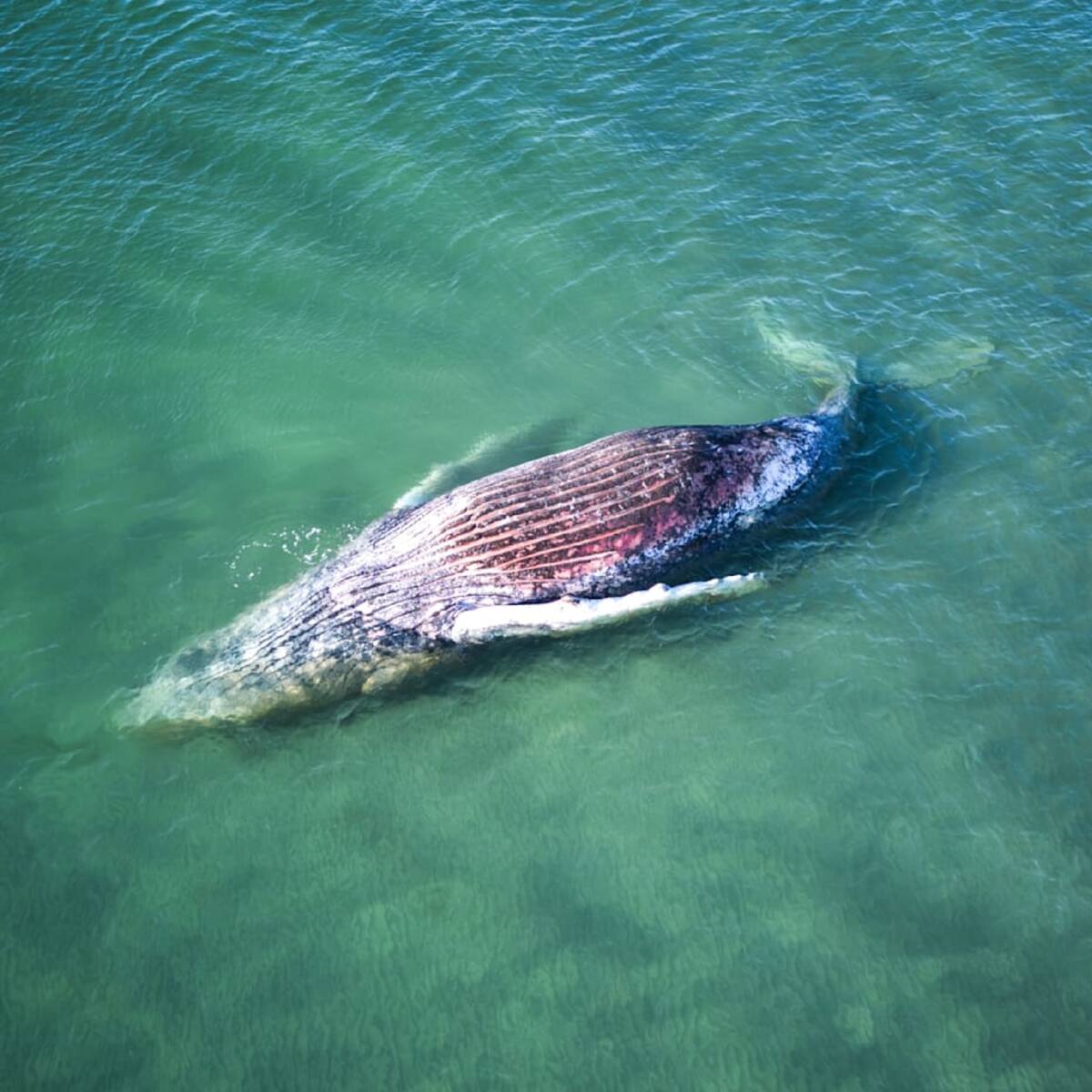 El trágico final de Timmy, la ballena que protagonizó un millonario y polémico rescate en Alemania