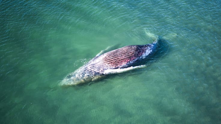 El trágico final de Timmy, la ballena que protagonizó un millonario y polémico rescate en Alemania