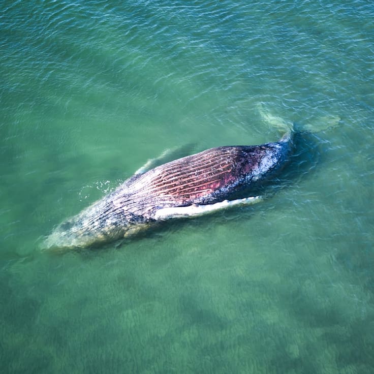 El trágico final de Timmy, la ballena que protagonizó un millonario y polémico rescate en Alemania
