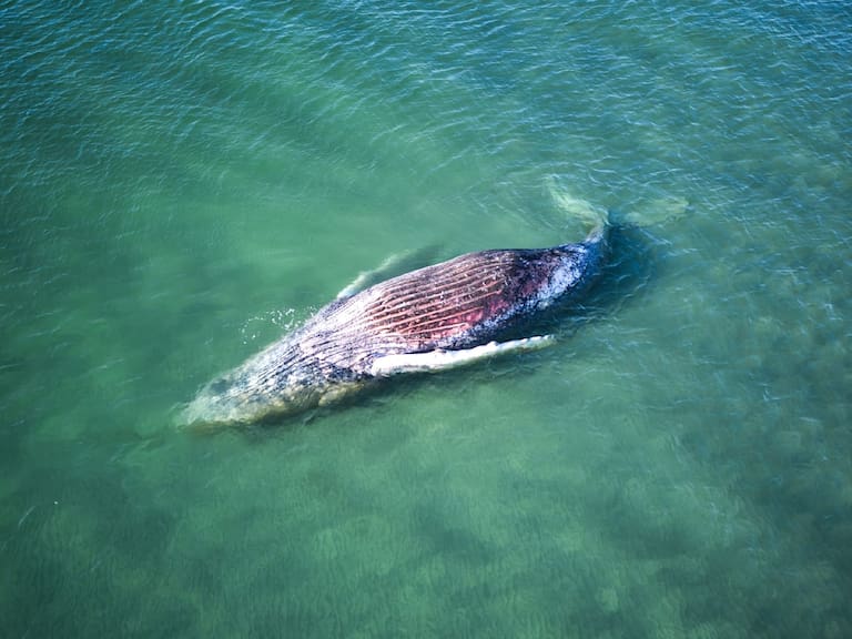 El trágico final de Timmy, la ballena que protagonizó un millonario y polémico rescate en Alemania