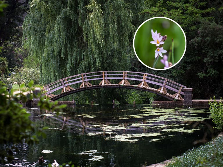 Créditos: Jardín Botánico de Viña del Mar