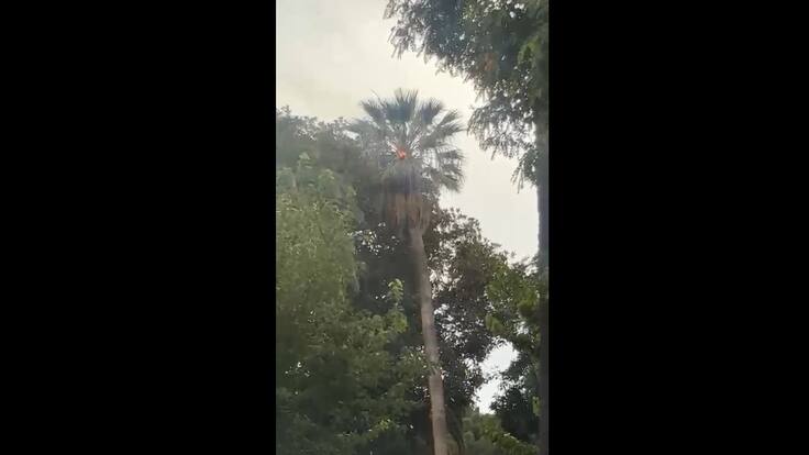 Rayo incendia una palmera en Quilpué: accidente interrumpió presentación musical