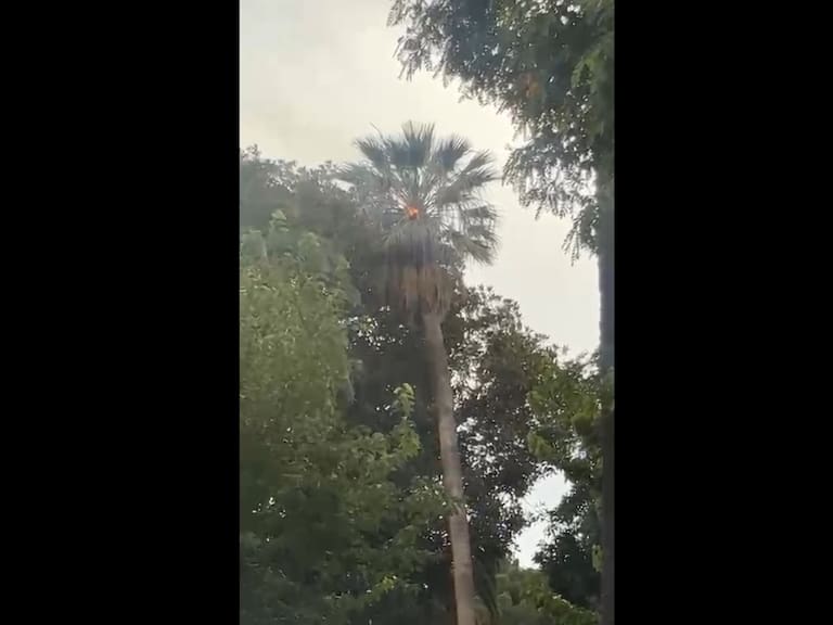 Rayo incendia una palmera en Quilpué: accidente interrumpió presentación musical
